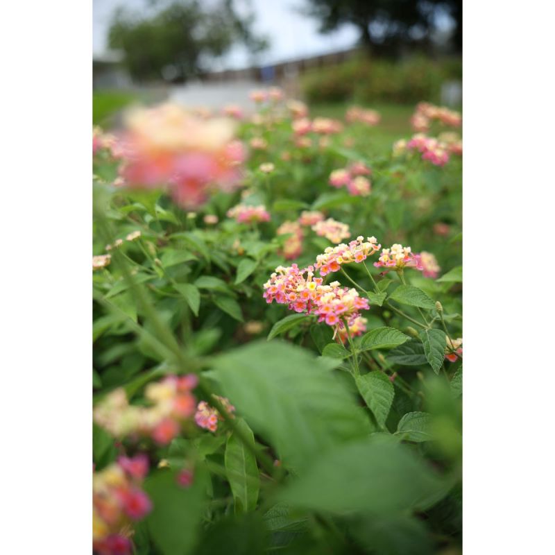 Canon RF 28-70 mm f/2,8 IS STM