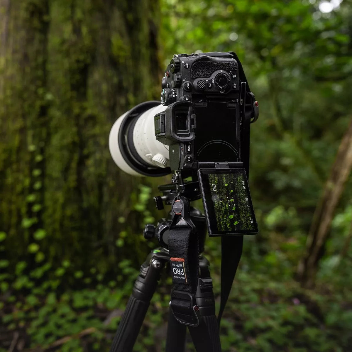 Sony Alpha 7R V Body